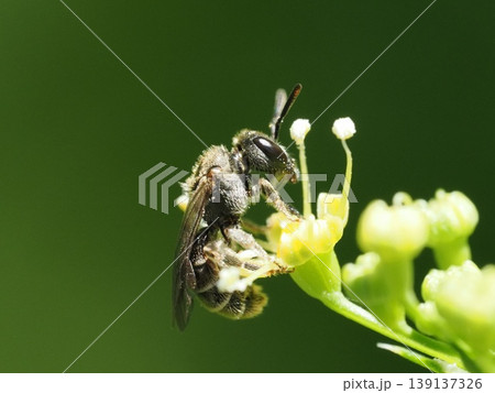 パセリの花につかまる小さな黒いハチ パセリの花につかまる小さな黒いハチ 139137326