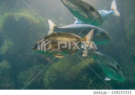 A common seabream (Diplodus vulgaris) swims in clear water, displaying its silvery body with dark bands A common seabream (Diplodus vulgaris) swims in clear water, displaying its silvery body with dark bands 139137331