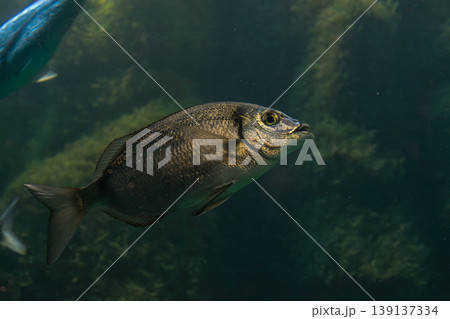 A common seabream (Diplodus vulgaris) swims in clear water, displaying its silvery body with dark bands A common seabream (Diplodus vulgaris) swims in clear water, displaying its silvery body with dark bands 139137334