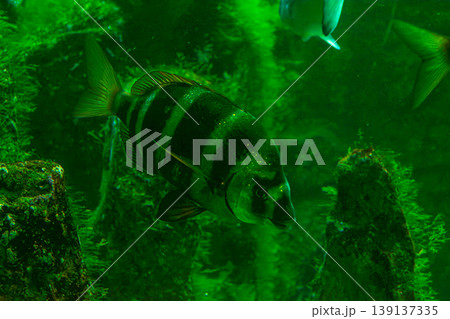 A common seabream (Diplodus vulgaris) swims in clear water, displaying its silvery body with dark bands 139137335