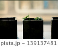小さな植木鉢と育てる植物 139137481