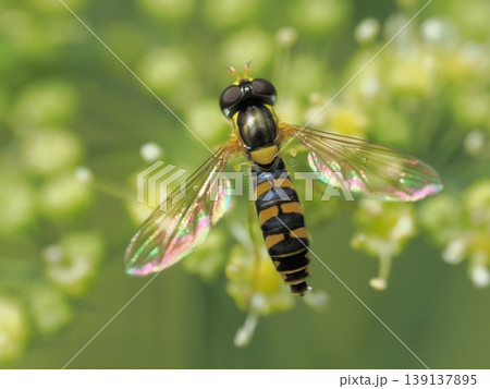 ヒラタアブ、パセリの花で ヒラタアブ、パセリの花で 139137895