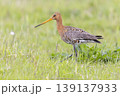 Black-tailed godwit forages in wet grassland at Eempolder in the Netherlands during the springtime 139137933