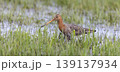 Black-tailed godwit forages in wet grassland at Eempolder in the Netherlands during spring season 139137934