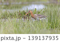 Black-tailed godwit forages in wet grassland at Eempolder in the Netherlands during springtime 139137935