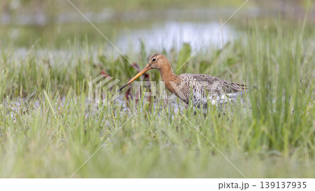 Black-tailed godwit forages in wet grassland at Eempolder in the Netherlands during springtime 139137935