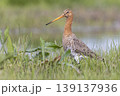 Black-tailed godwit walking in wet grassland at Eempolder in the Netherlands during sunny weather 139137936