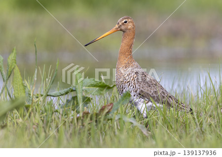 Black-tailed godwit walking in wet grassland at Eempolder in the Netherlands during sunny weather Black-tailed godwit walking in wet grassland at Eempolder in the Netherlands during sunny weather 139137936
