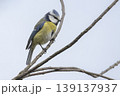 Eurasian blue tit perching on a branch in the Netherlands during mid-morning light 139137937