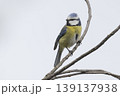 Eurasian blue tit perching on a branch in the Netherlands during mid-morning light 139137938