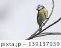 Eurasian blue tit perching on a branch in the Netherlands during mid-morning light 139137939