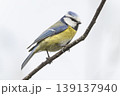 Eurasian blue tit perching on a branch in the Netherlands during mid-morning light 139137940