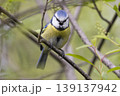 Eurasian blue tit sits on branch in the Netherlands while searching for food among leaves and twigs in springtime 139137942