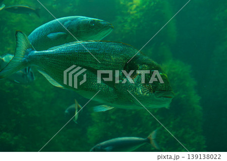 A gilthead seabream, Sparus aurata, swimming in crystal-clear waters, ideal for aquaculture and commercial fishing topics today A gilthead seabream, Sparus aurata, swimming in crystal-clear waters, ideal for aquaculture and commercial fishing topics today 139138022