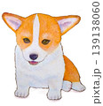 横座りするコーギーの子犬 139138060