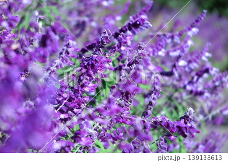 秋の花壇を彩る花:紫色の花を咲かせるアメジストセージ 秋の花壇を彩る花:紫色の花を咲かせるアメジストセージ 139138613