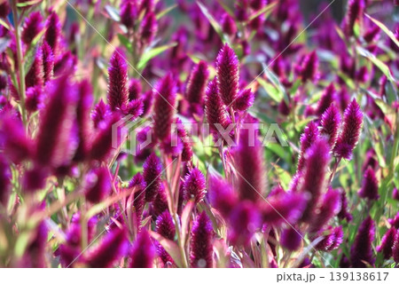 秋の花壇を彩る花:赤紫のセロシア(ノゲイトウ) 秋の花壇を彩る花:赤紫のセロシア(ノゲイトウ) 139138617