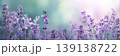 Lavender field in bloom blurred background. Panoramic floral nature scene. Fine delicate violet flowers plant. Soft focused blooming on blur natural backdrop. Panorama wide banner for website. Header 139138722