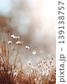 Autumn landscape nature. Dried flowers on the field, banner. Selective focus. Sweet meadow at sunset blurry background. Warm blurred grass on golden hour sunset or sunrise time. Tranquil fall backdrop 139138757