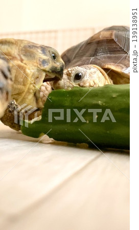 きゅうりを狙うロシアリクガメとケヅメリクガメ きゅうりを狙うロシアリクガメとケヅメリクガメ 139138951