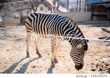 Plains zebra Equus quagga grazing on ground inside zoo enclosure with rope fence and buildings in background in daylight. Wildlife, captivity, feeding behavior Plains zebra Equus quagga grazing on ground inside zoo enclosure with rope fence and buildings in background in daylight. Wildlife, captivity, feeding behavior 139139075