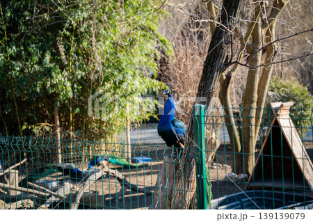 Indian peafowl Pavo cristatus standing on tree trunk inside zoo enclosure with fence and vegetation in daylight. Wildlife, bird, captivity Indian peafowl Pavo cristatus standing on tree trunk inside zoo enclosure with fence and vegetation in daylight. Wildlife, bird, captivity 139139079