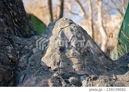 Artificial textured concrete structure shaped around a tree trunk in a zoo environment with natural background and sunlight. Material, design, construction 139139082