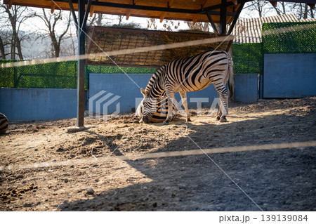 Plains zebra Equus quagga feeding on hay under shelter inside zoo enclosure with dirt ground and fence in daylight. Wildlife, captivity, animal care 139139084