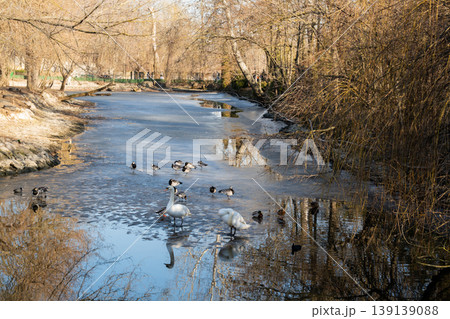 Mute swans Cygnus olor with barnacle geese Branta leucopsis and mallard ducks Anas platyrhynchos on frozen park pond. Wildlife, winter, urban nature 139139088