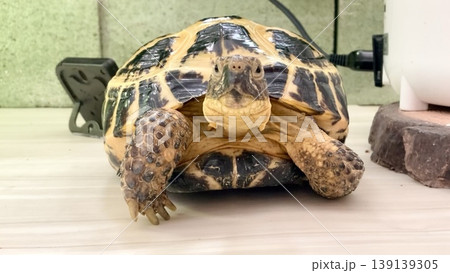 カメラ目線なロシアリクガメ カメラ目線なロシアリクガメ 139139305