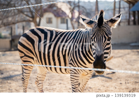 Plains zebra Equus quagga standing in zoo enclosure and looking at camera with fence and buildings in background in daylight. Wildlife, captivity, animal portrait 139139319