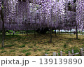 満開の藤棚 139139890