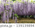 満開の藤棚 139139894