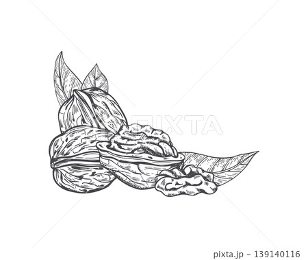 Walnut with leaf hand drawn vector sketch composition. Detailed engraving style organic nut cluster for healthy food menu design. Natural grocery ingredient drawing for culinary project. 139140116