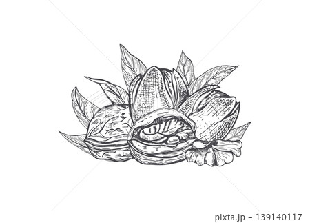 Hand drawn walnuts in various stages, green hull, hard shell, and edible kernel vector composition. Fresh nuts with leaves sketch black ink illustration. Engraving style organic snack design Hand drawn walnuts in various stages, green hull, hard shell, and edible kernel vector composition. Fresh nuts with leaves sketch black ink illustration. Engraving style organic snack design 139140117