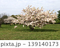 芝生広場に咲く一本の八重桜 139140173