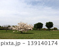 芝生広場に咲く一本の八重桜 139140174