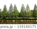 水辺に並ぶ新緑のメタセコイヤ 139140175