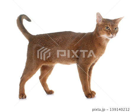Abyssinian cat in studio Abyssinian cat in studio 139140212