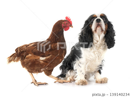 cavalier king charles and chicken cavalier king charles and chicken 139140234