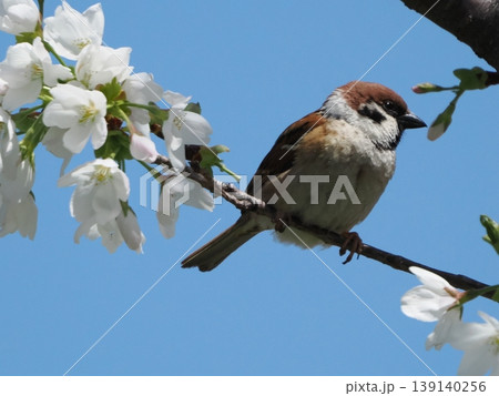 桜の枝に止まるスズメ 139140256