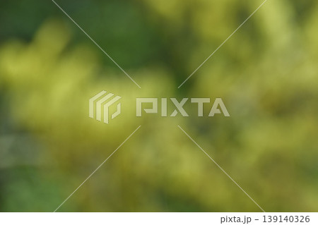 黄色のクヌギの花をぼかした背景素材 黄色のクヌギの花をぼかした背景素材 139140326