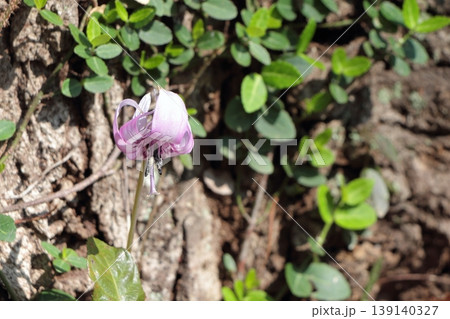 鉢形城公園に咲くカタクリの花 鉢形城公園に咲くカタクリの花 139140327