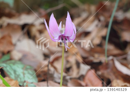 鉢形城公園に咲くカタクリの花 鉢形城公園に咲くカタクリの花 139140329