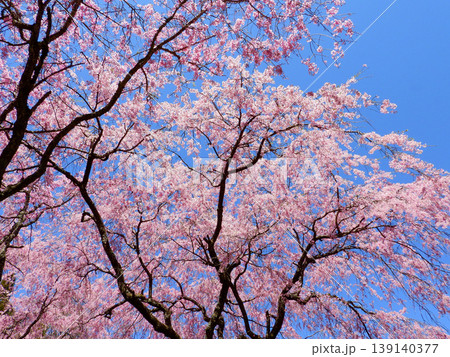 青空と桜 139140377