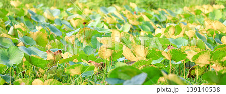 lotus leave shine with sun light. lotus leave shine with sun light. 139140538