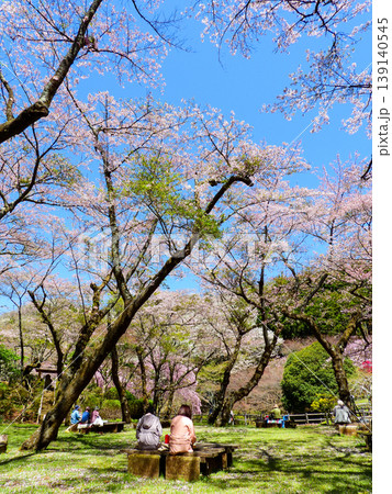 最明寺史跡公園でお花見をしながらお弁当を食べる人たち 139140545