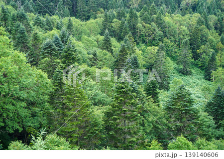 新穂高の山林に広がる緑の森 新穂高の山林に広がる緑の森 139140606