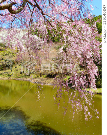 神奈川県松田町　最明寺史跡公園の絶景 139140847