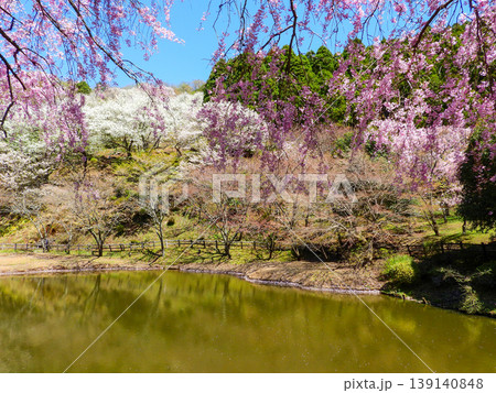 神奈川県松田町 最明寺史跡公園の絶景 神奈川県松田町 最明寺史跡公園の絶景 139140848